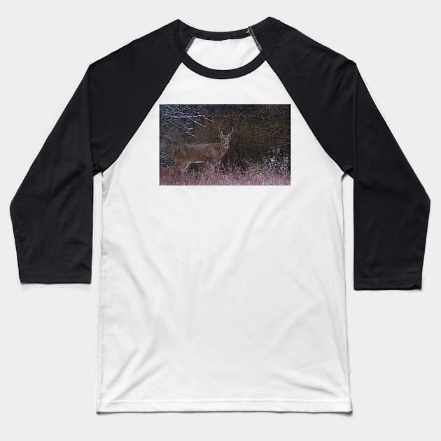 Snowy Buck - White-tailed deer Baseball T-Shirt by Jim Cumming